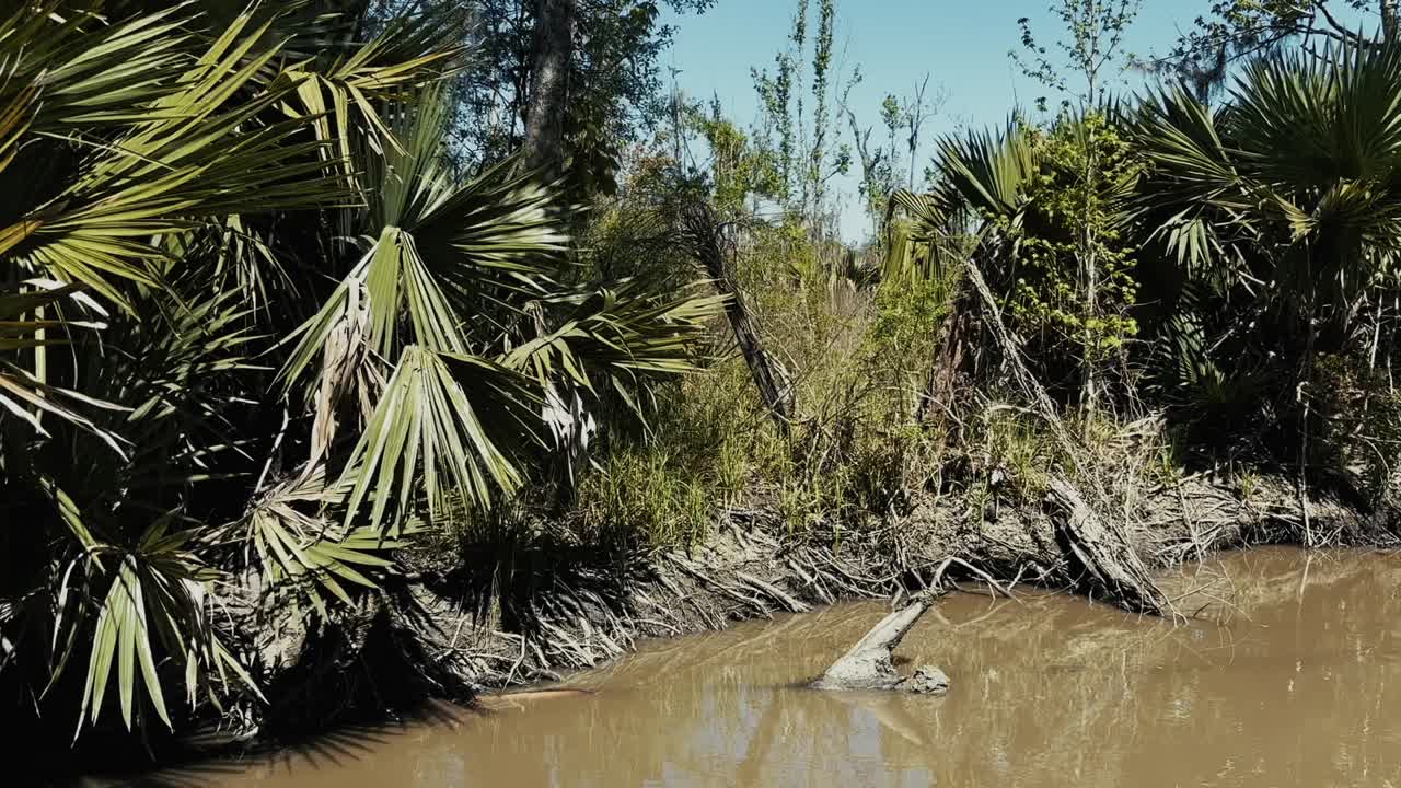 Swamp Landscape with Trees and Water