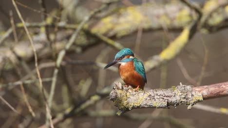 a common kingfisher  in the reed, germany