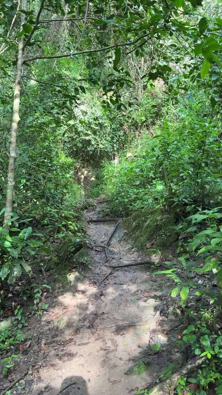 Rayos de sol filtrándose sobre un sendero fangoso en una selva tropical.