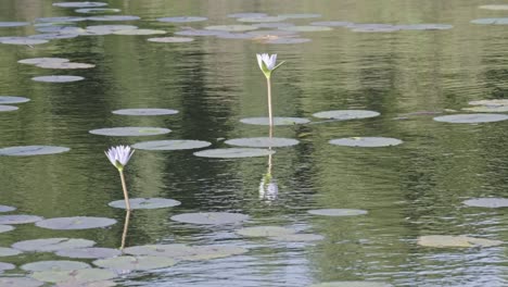 a lake with lillies as the water moves gently
