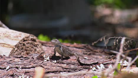 Male-Eastern-Fence-Lizards-stands-upright-closely-watching-area-around-him