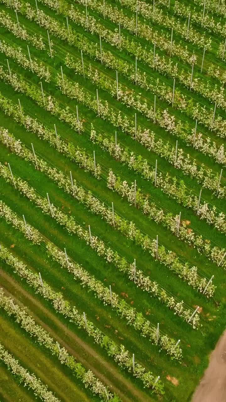 Blooming apple tree plantation, aerial vertical view