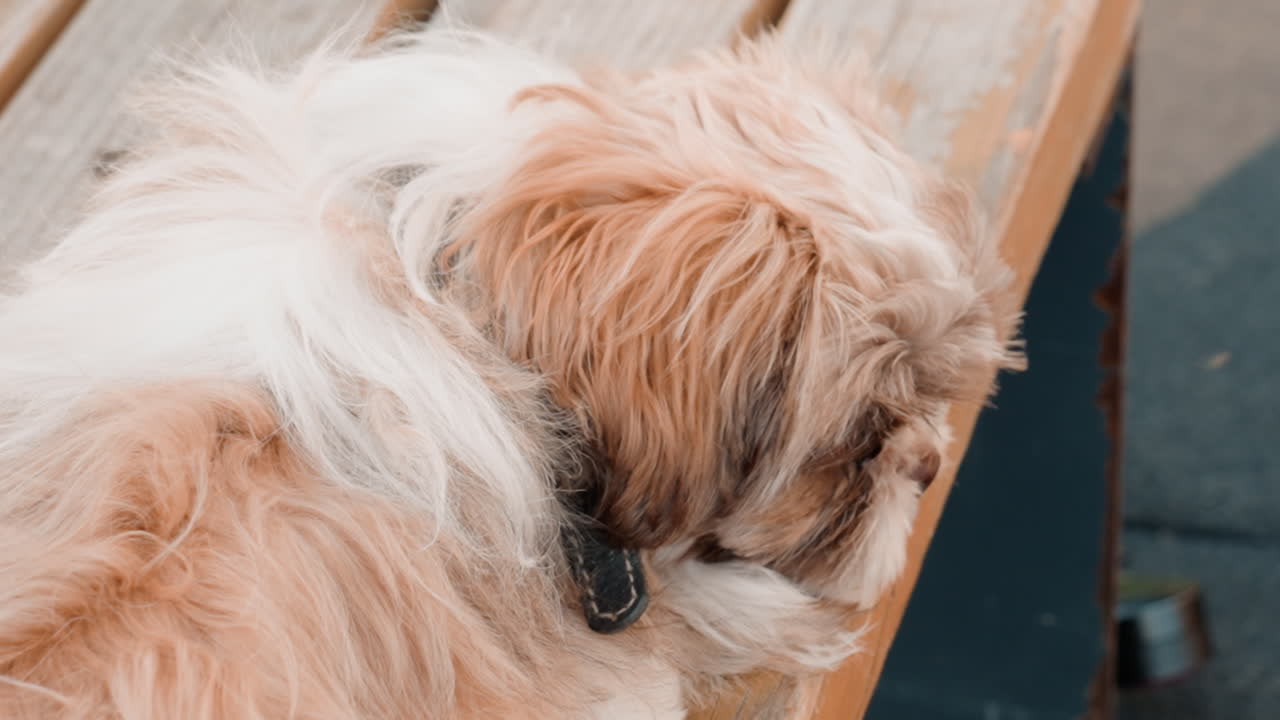 Dog Sitting Sideways Outdoors With Eager Expression, Canine Alertly Facing Sideways On Park Bench Near Owner, Dog Positioned Sideways On Outdoor Bench Exhibiting Vigilant Look Beside Its Owner