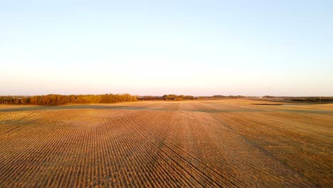 manada de antílopes berrendos corriendo sobre el campo de trigo cosechado en la distancia