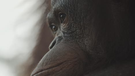 Orangutan-seems-to-be-thinking-about-something,-close-up