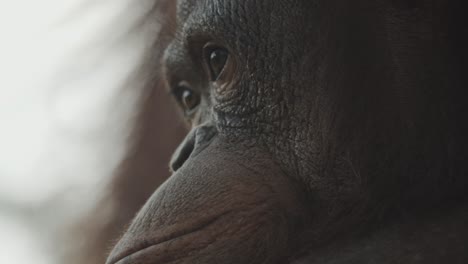 orangutan seems to be thinking about something, close up