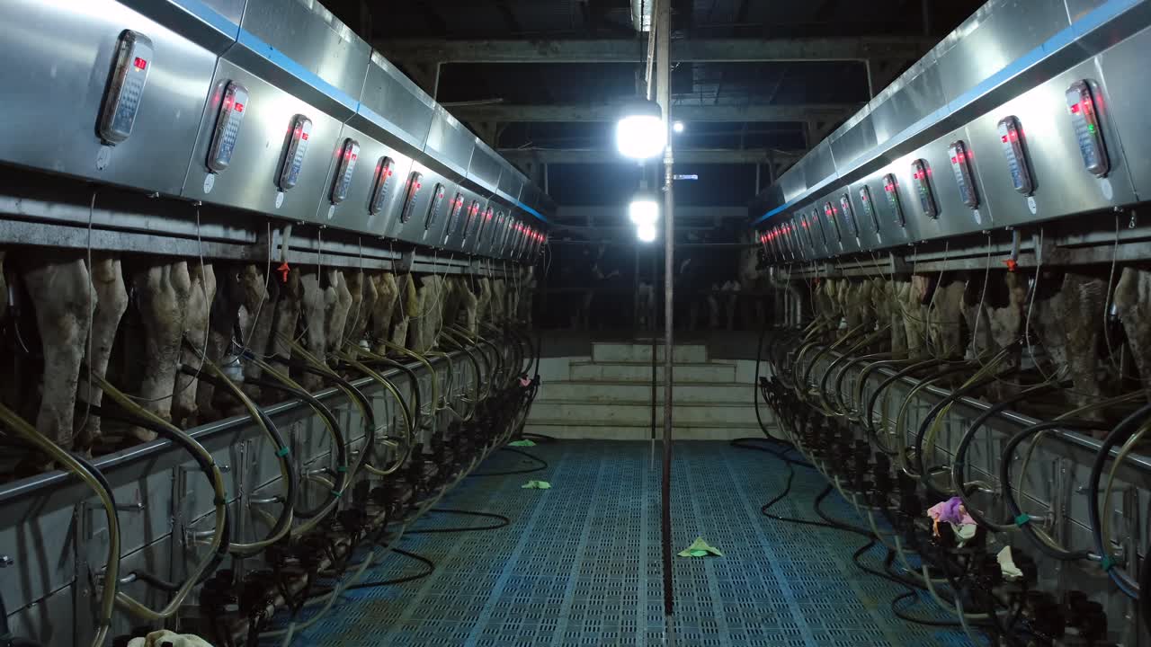 터키, 중동 국가, 소 관리,  ⁇ 기, 먹이 먹기, 농장 생활, 소