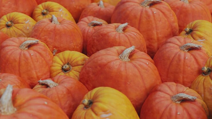 Pumpkin series. Many beautiful big yellow and orange pumpkins in low contrast overcast sky lighting. Visual loop. Flyover shot.