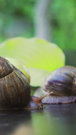 two snails crawl to each other. achatina snail. home cosmetologist.. vertical video