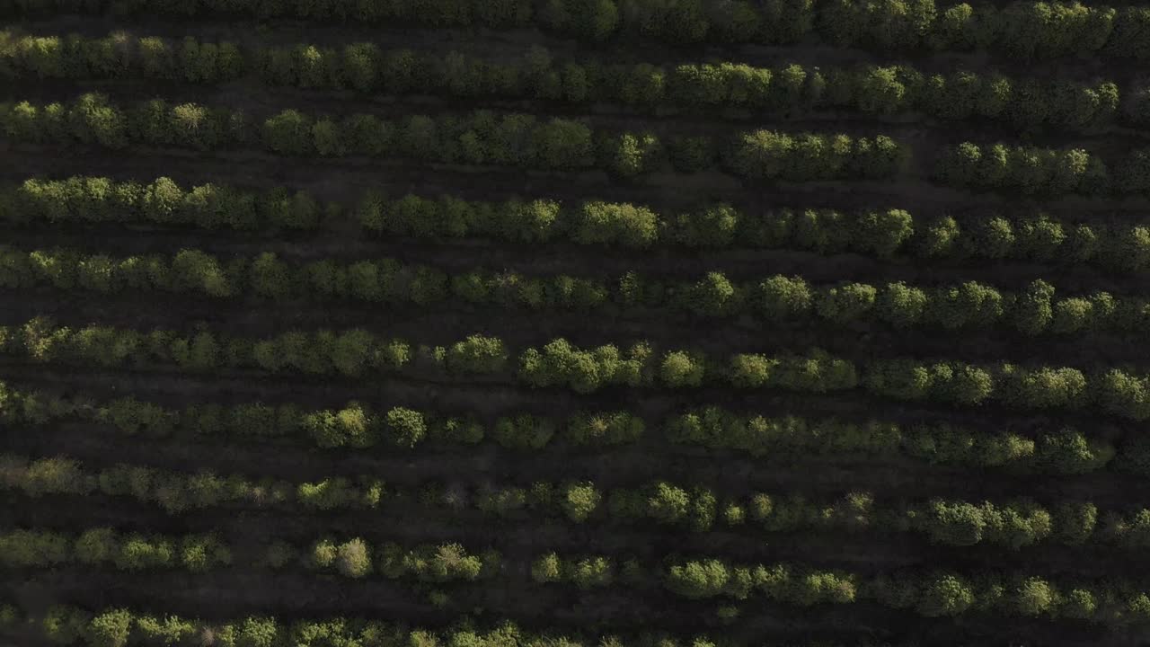 hermoso drone minimalista 4k imágenes de plantación de café en brasil