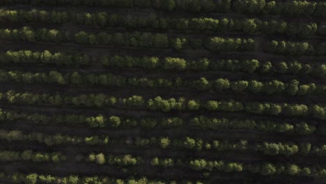 beautiful drone minimalist 4k footage of coffee plantation in brasil