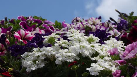 Timfloralis-2019---The-Flowers-Festival,-Timisoara,-Romania