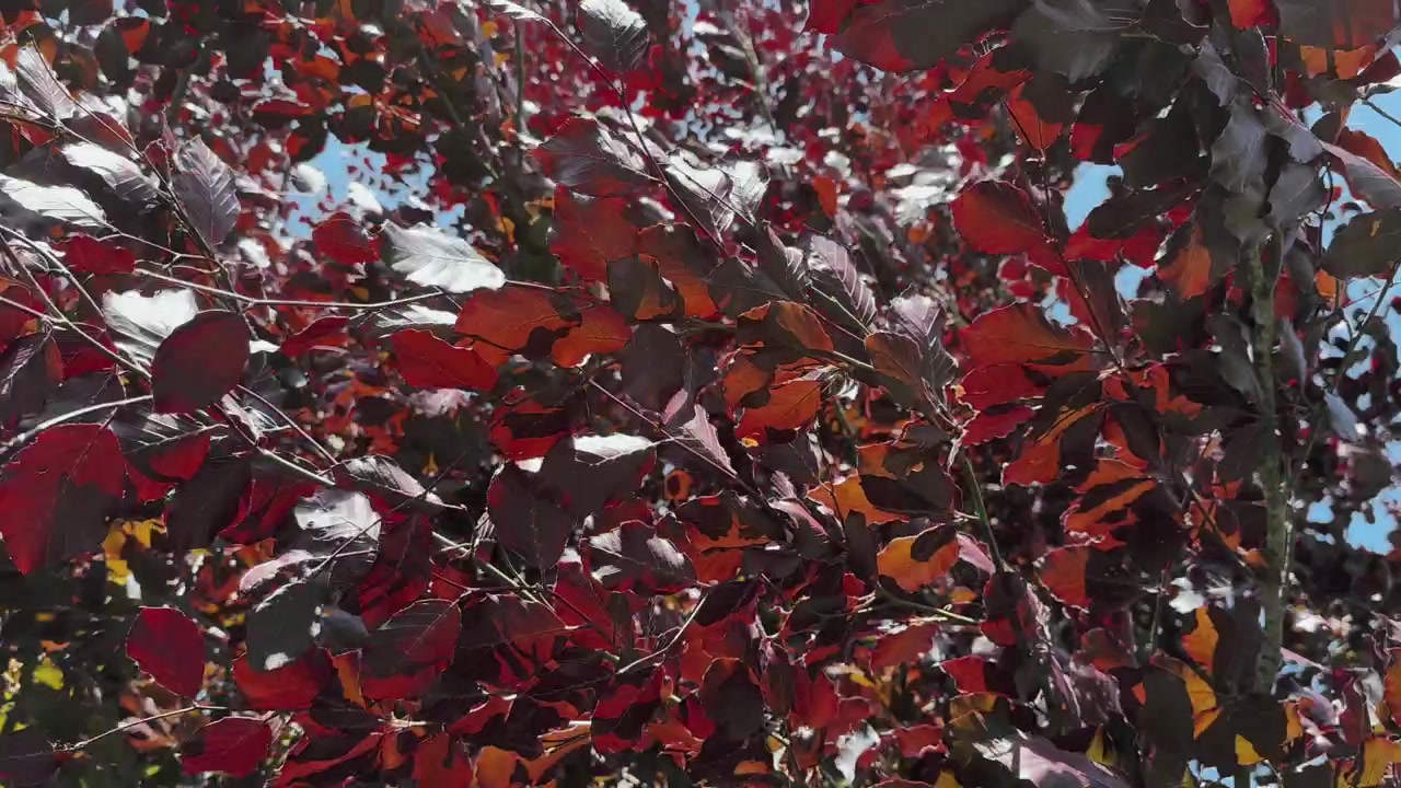 Beautiful red coloured leaves shimmering on a bright sun light and moving with the wind in canopy of the copper beech tree