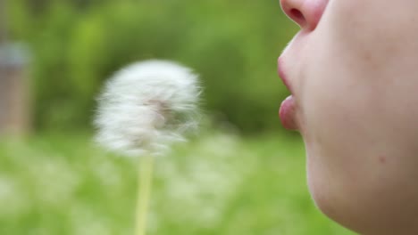 민들레 꽃 한송이로 근심걱정 날려버리기