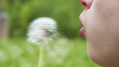 blowing worries away from a dandelion flower instantly