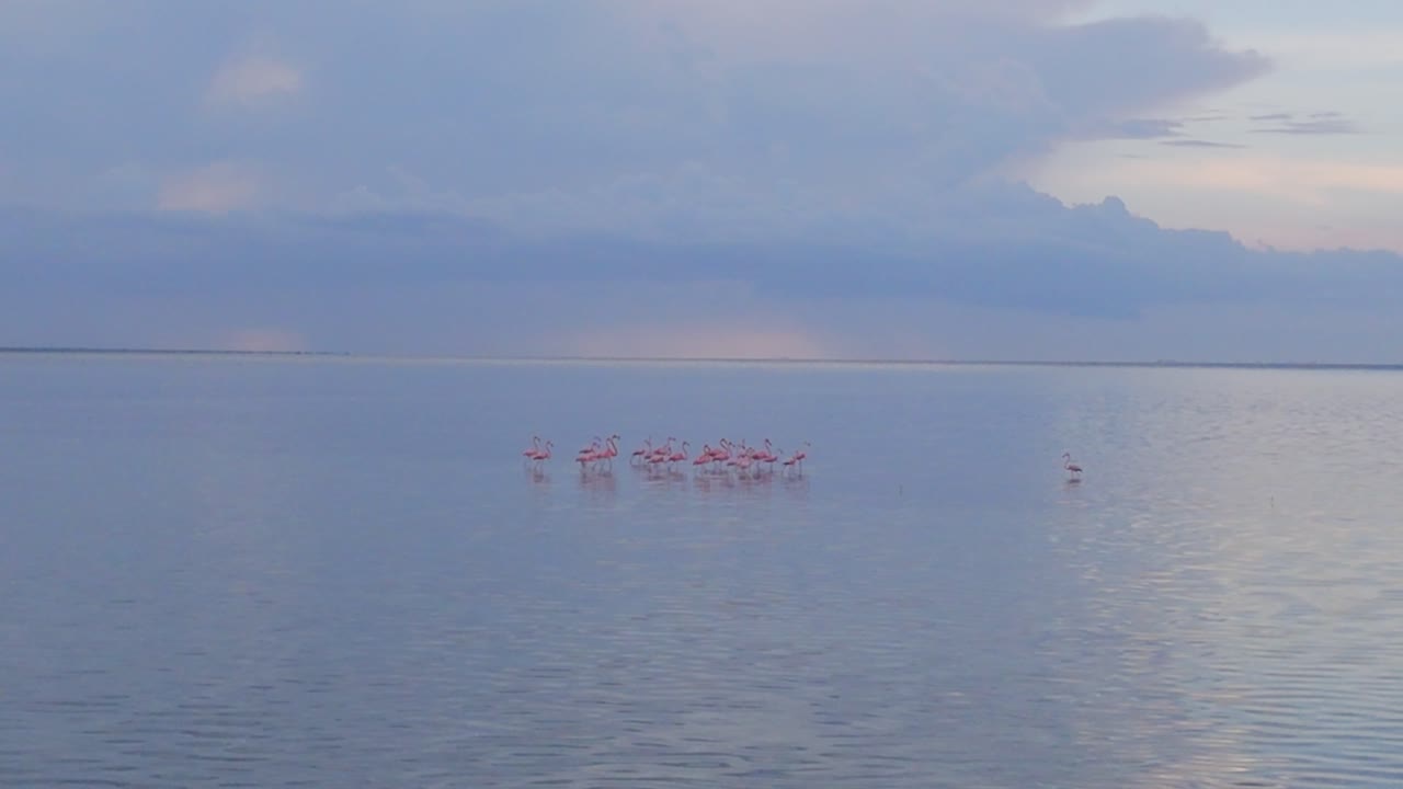 Flamingos rest peacefully in Isla Blanca’s wetlands as the horizon turns pink and violet, painting the scene in tropical serenity