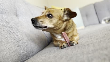 Perro-Jack-Russel-Masticando-Y-Comiendo-Un-Hueso-En-Un-Sofá-Gris-Caro-Con-Almohadas-En-La-Esquina