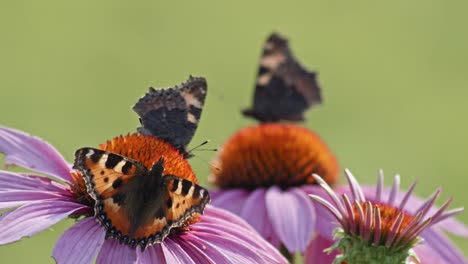 flock of three butterflies eating nectar from orange coneflower - macro static shot