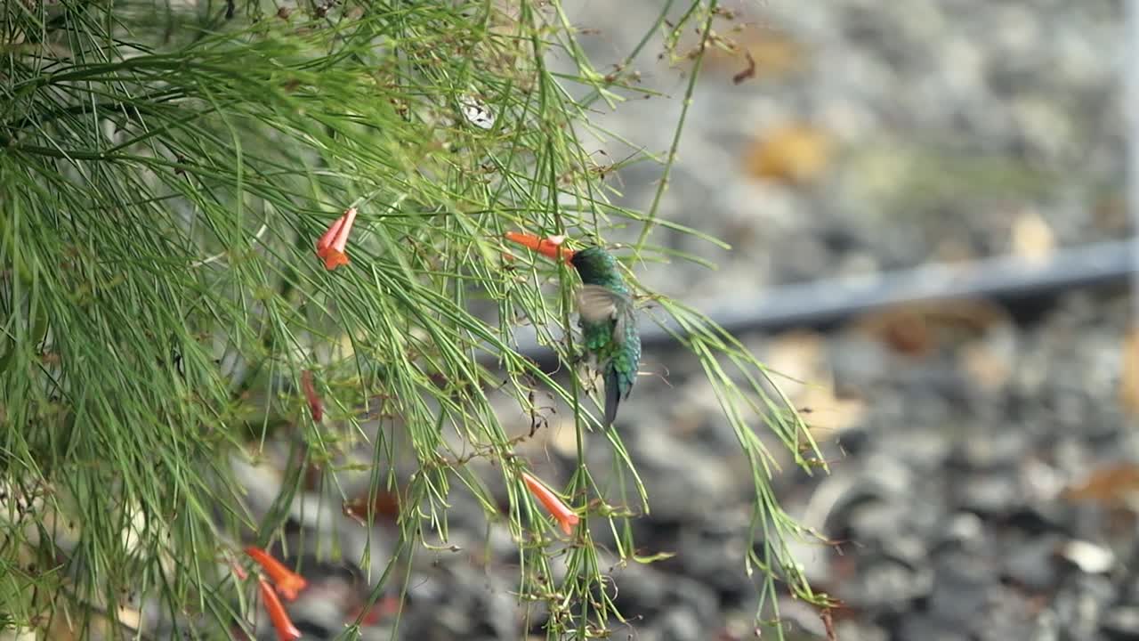 el colibrí zafiro de mentón azul está bebiendo néctar de las flores de la fuente de coral: una toma en cámara lenta