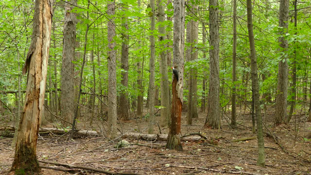 Un bellissimo e curioso picchio pileato che si arrampica su un albero, in ascolto di vermi, in cerca di cibo