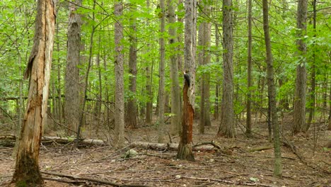 a beautiful and curious pileated woodpecker climbing a tree, listening for worms, searching for food