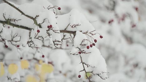 First-snow-delicately-covers-rowan-tree-branches-adorned-with-withered-autumn-leaves-and-colorful-red-berries,-shown-in-a-close-up-parallax-view