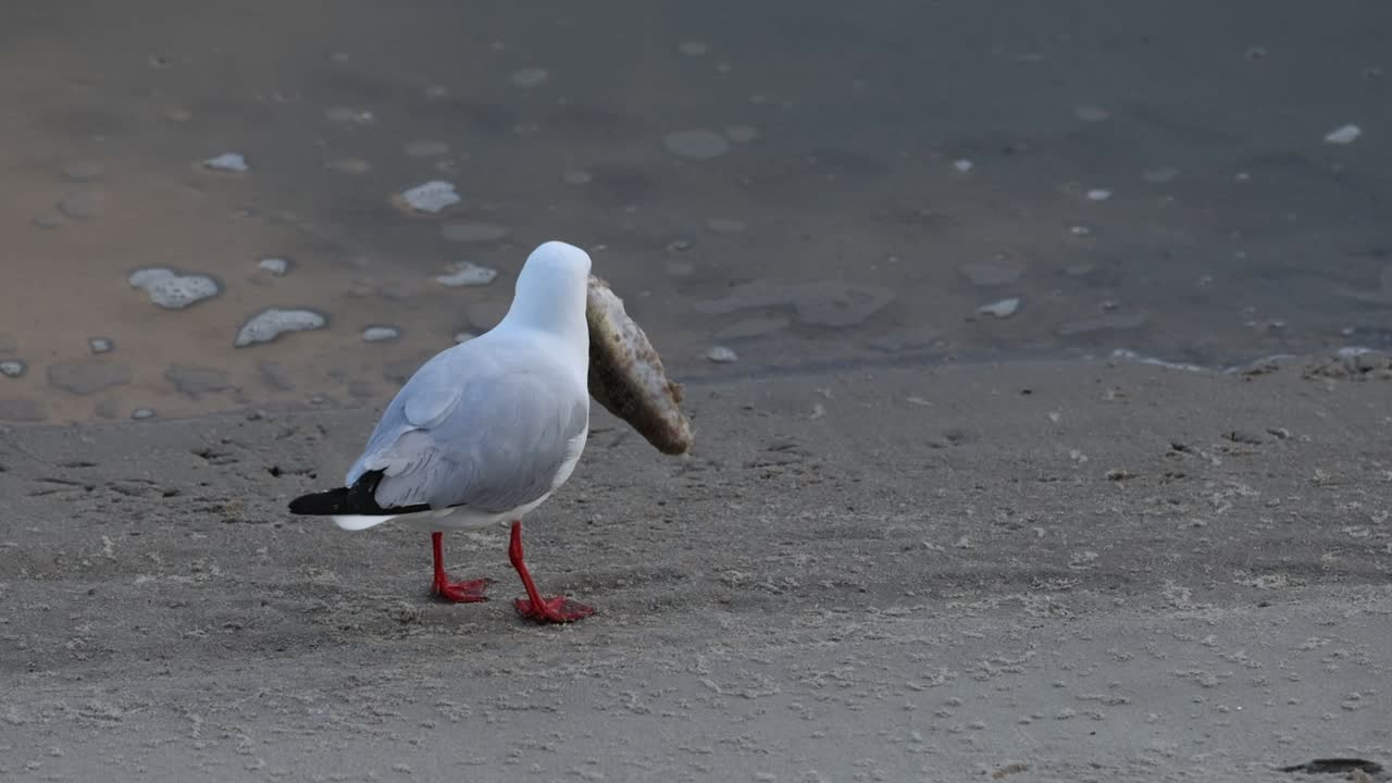 la gaviota encuentra y come comida en la orilla arenosa