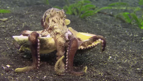 coconut octopus walking away carrying two mollusk shells with its tentacles, view from behind, medium shot view from behind