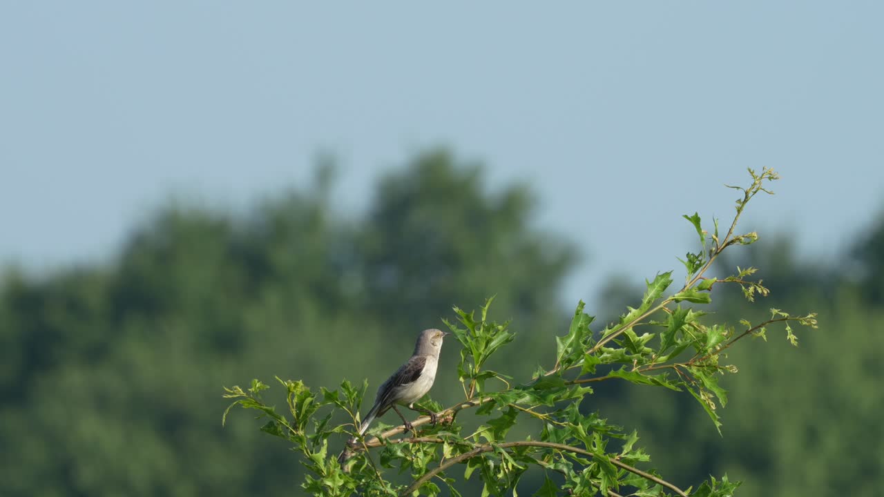 북쪽 의 모킹버드 가 나 ⁇ 가지 에 앉아서 하늘 에 뛰어들기 전 에 여름 의  ⁇ 빛 에서 노래 하고 있다