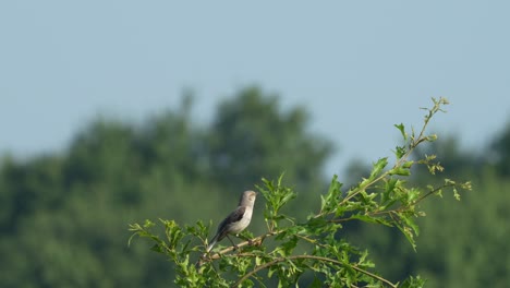 A-Northern-Mockingbird-perched-on-a-branch-and-singing-in-the-summer-sunshine-before-jumping-into-the-air