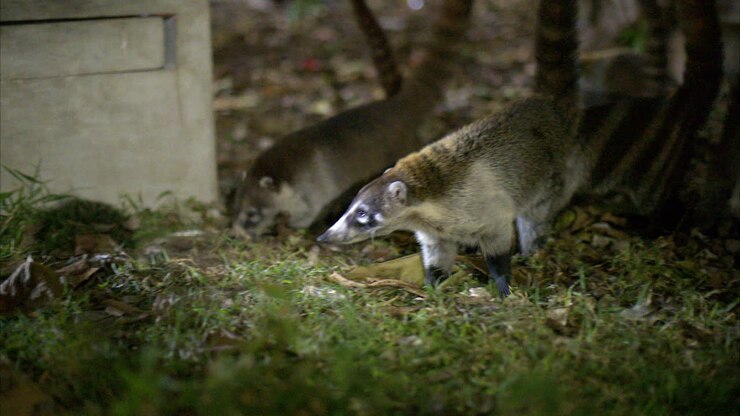Un simpatico piccolo coati che viene nutrito di notte in un parco a Cancun, Messico