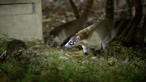 lindo pequeño coatí siendo alimentado por la noche en un parque en cancun mexico