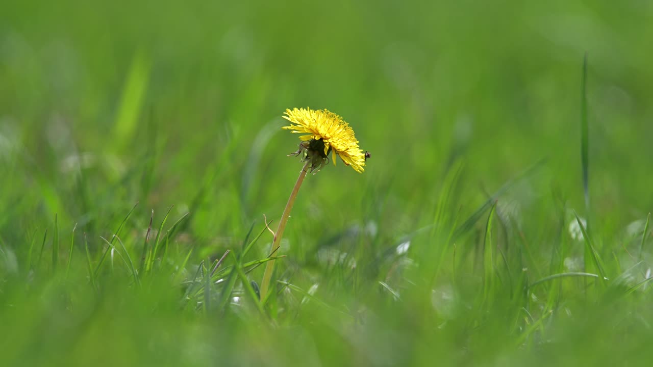 A yellow dandelion flower stands tall amidst green grass, with a small fly perched on its petals. The soft focus in the background emphasizes the vibrant colors and delicate structure of the flower.