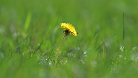 a yellow dandelion flower stands tall amidst green grass, with a small fly perched on its petals. the soft focus in the background emphasizes the vibrant colors and delicate structure of the flower.