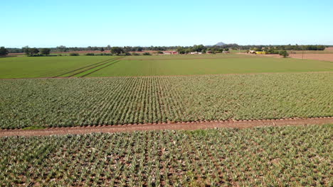 aloe vera mexicana plantando toma aérea 2