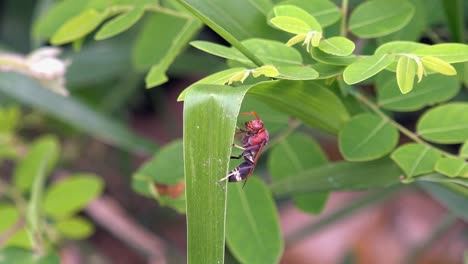 plano medio cercano de una avispa grande trepando una hoja de planta verde