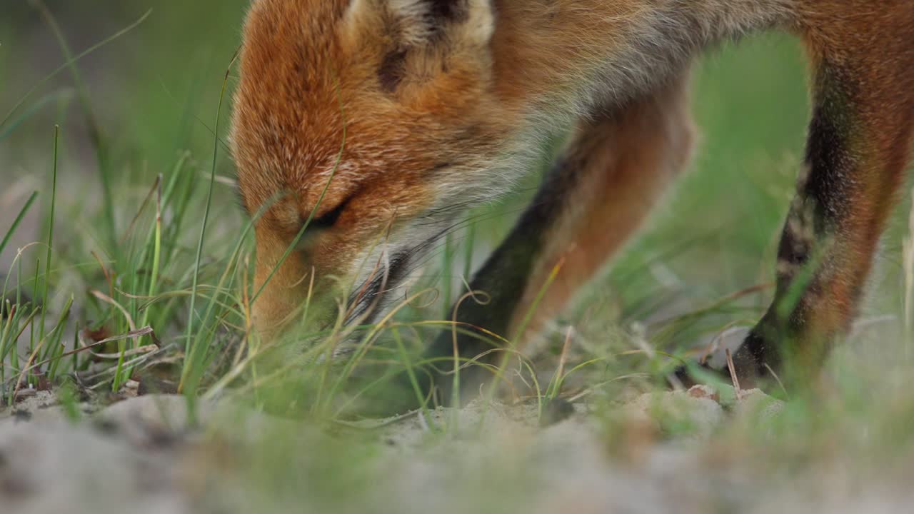 Extreme telephoto closeup of young fox pawing digging ground foraging in sand dune