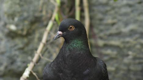 face of typical rock dove , close up