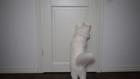 Fluffy-white-cat-trying-to-catch-laser-pointer-on-white-background-in-slow-motion