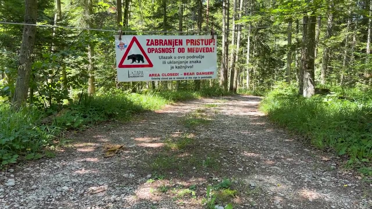 A tilt-up shot reveals a bear danger warning sign stretched across a rocky forest road in Tara National Park, blocking access amid dense green woodland and sunlight.