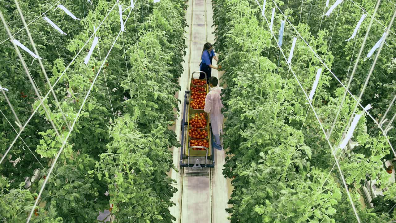 dos trabajadores del invernadero recogen tomates.