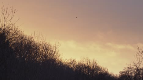 Amanecer-De-Invierno-Vibrante-Que-Muestra-La-Línea-De-árboles-Y-Pájaros-Volando-A-Través-Del-Marco