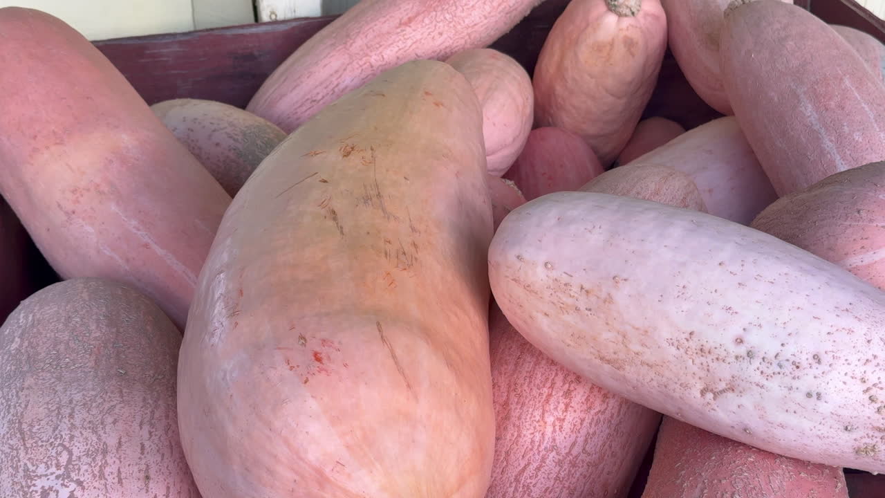 Harvested squash showcasing vibrant yet earthy tones for fall