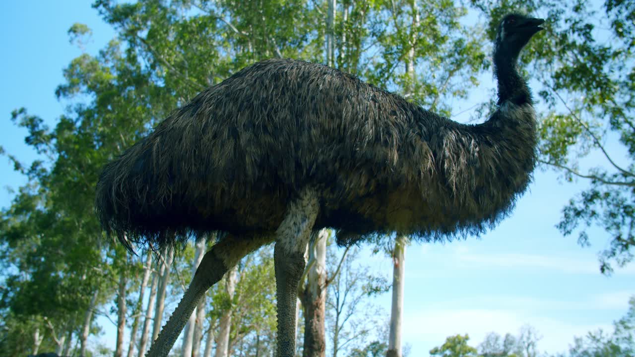 Low Angle Of An Australian Emu On A Sunny Day