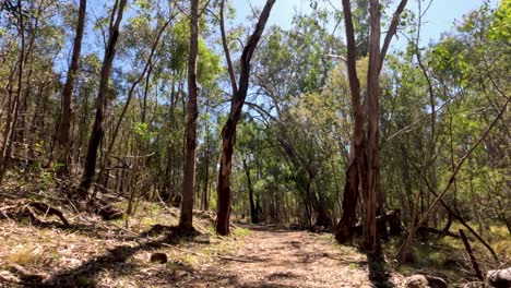 a serene walk through a forest trail