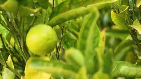 primer plano de un árbol de limón con frutos verdes