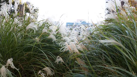 swaying ornamental grass in urban melbourne