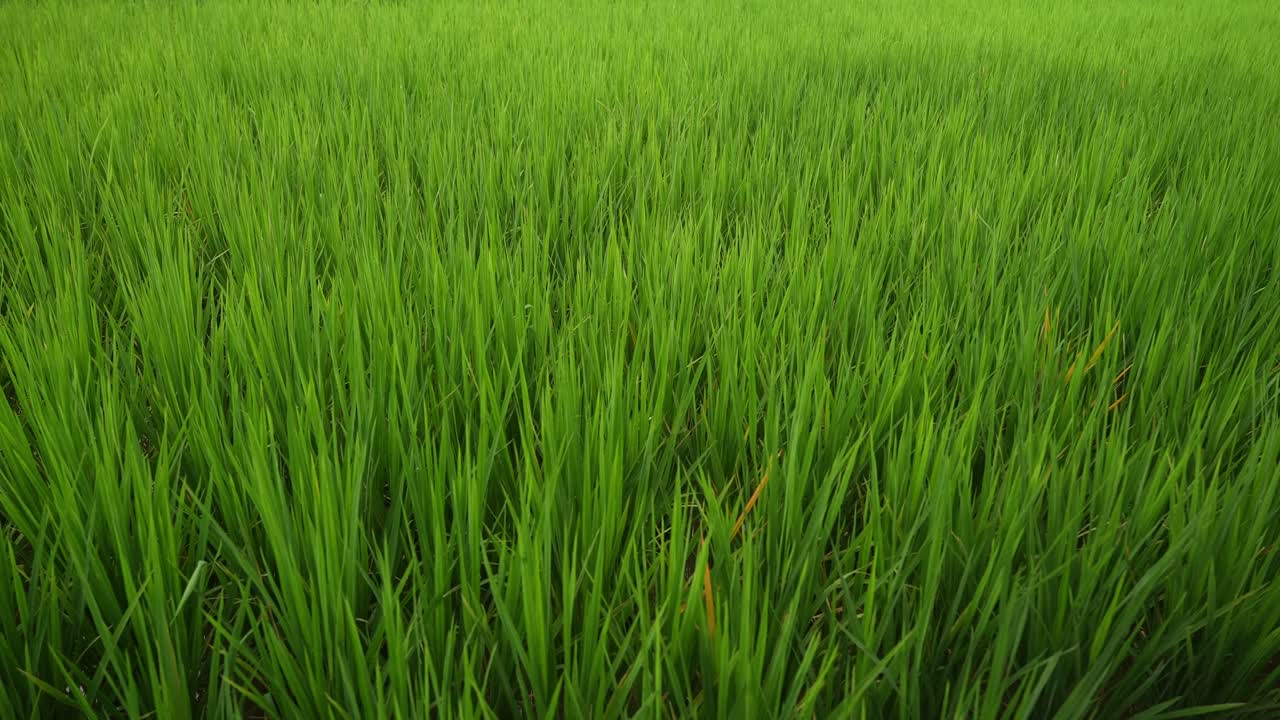 A downward focus shot of dense, vibrant green rice field grass flowing by the wind across a fertile field filling the frame with grass texture of Mahabang Tanaw, Quezon Province Philippines