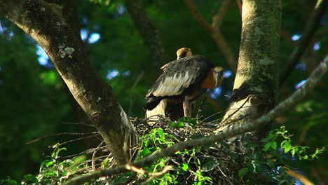 pareja de ibis de garganta blanca alertada en el nido sobre sus alrededores