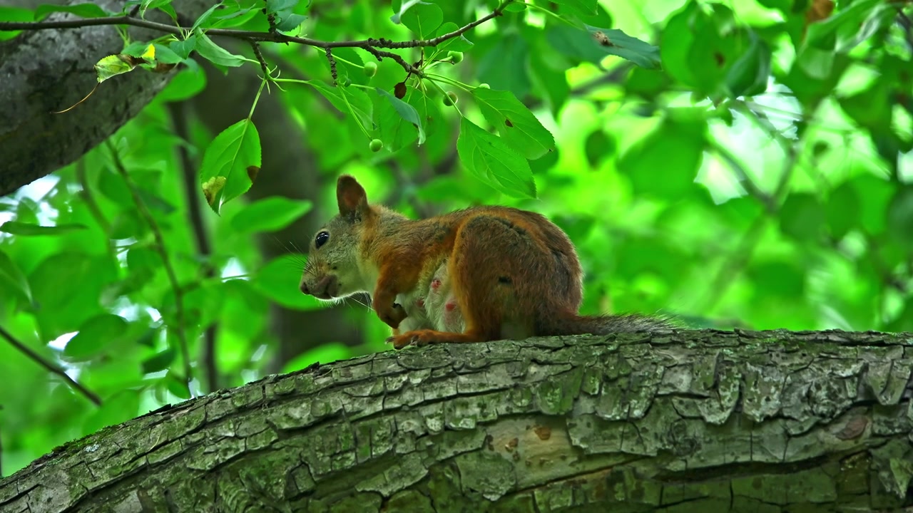Wild Red Squirrel Eating on a Tree Branch in Summer Forest